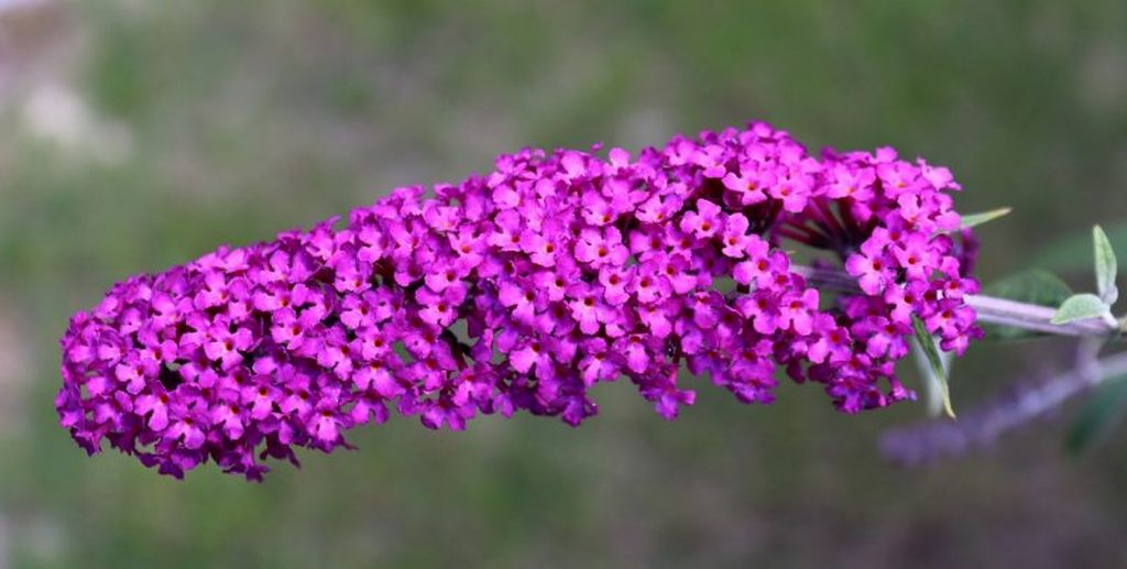 This flower is perfect for your garden, has a perfect purple color to attract butterflies to make your garden look natural