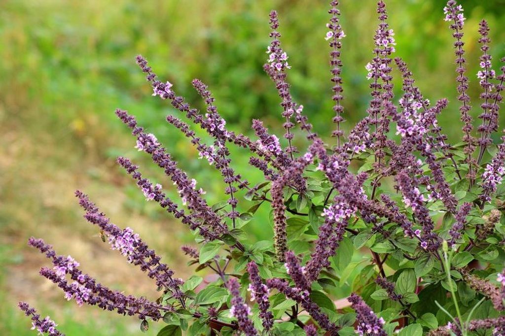 This purple flower is great for your garden, this flower called salvia has a scent and nectar that is able to attract butterflies and hummingbirds to come
