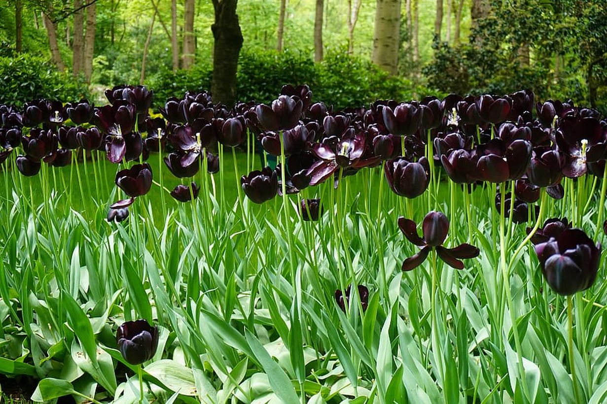 Garden-nature-leaf-flora
