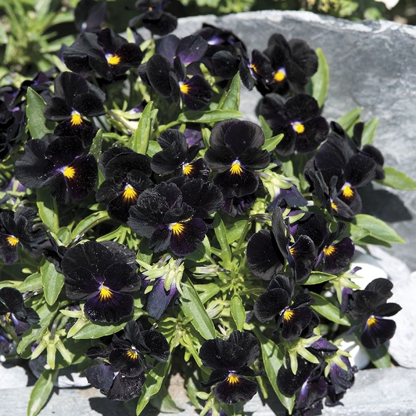 Planting-calla-lily-bulbs-planting-calla-lilies-plant-calla-lily-bulbs-deep-purple-calla-lily-bulbs-planting-calla-lily-bulbs-1