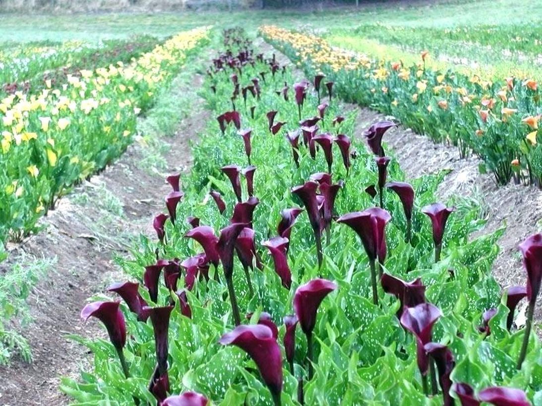 Planting-calla-lily-bulbs-planting-calla-lilies-plant-calla-lily-bulbs-deep-purple-calla-lily-bulbs-planting-calla-lily-bulbs