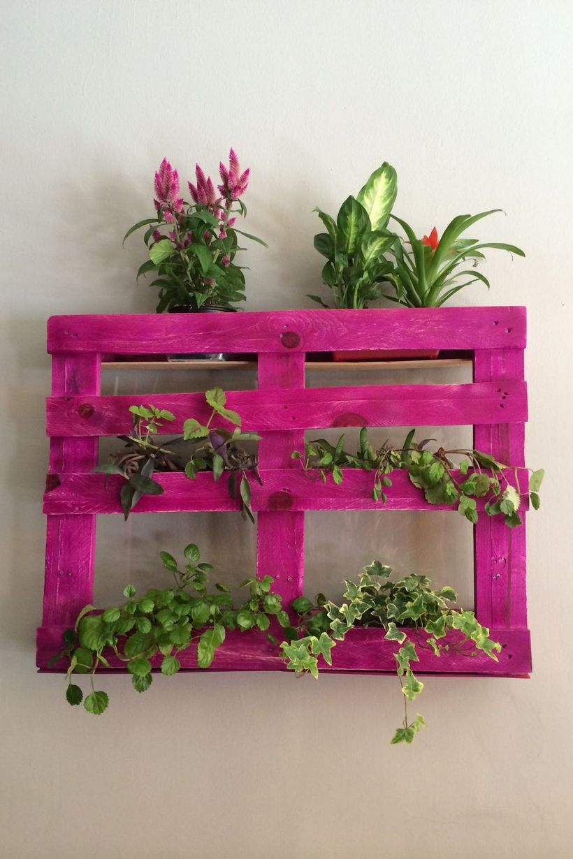 Plants-on-pink-shelf-mounted-on-wall-at-home-royalty-free-image-677144299-1552927597