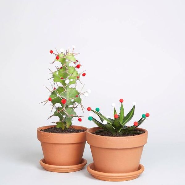 A-christmas-cactus-the-cool-new-x-mas-tree-alternative