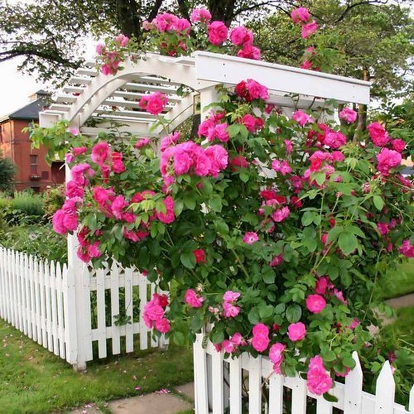 Design-your-own-rose-garden