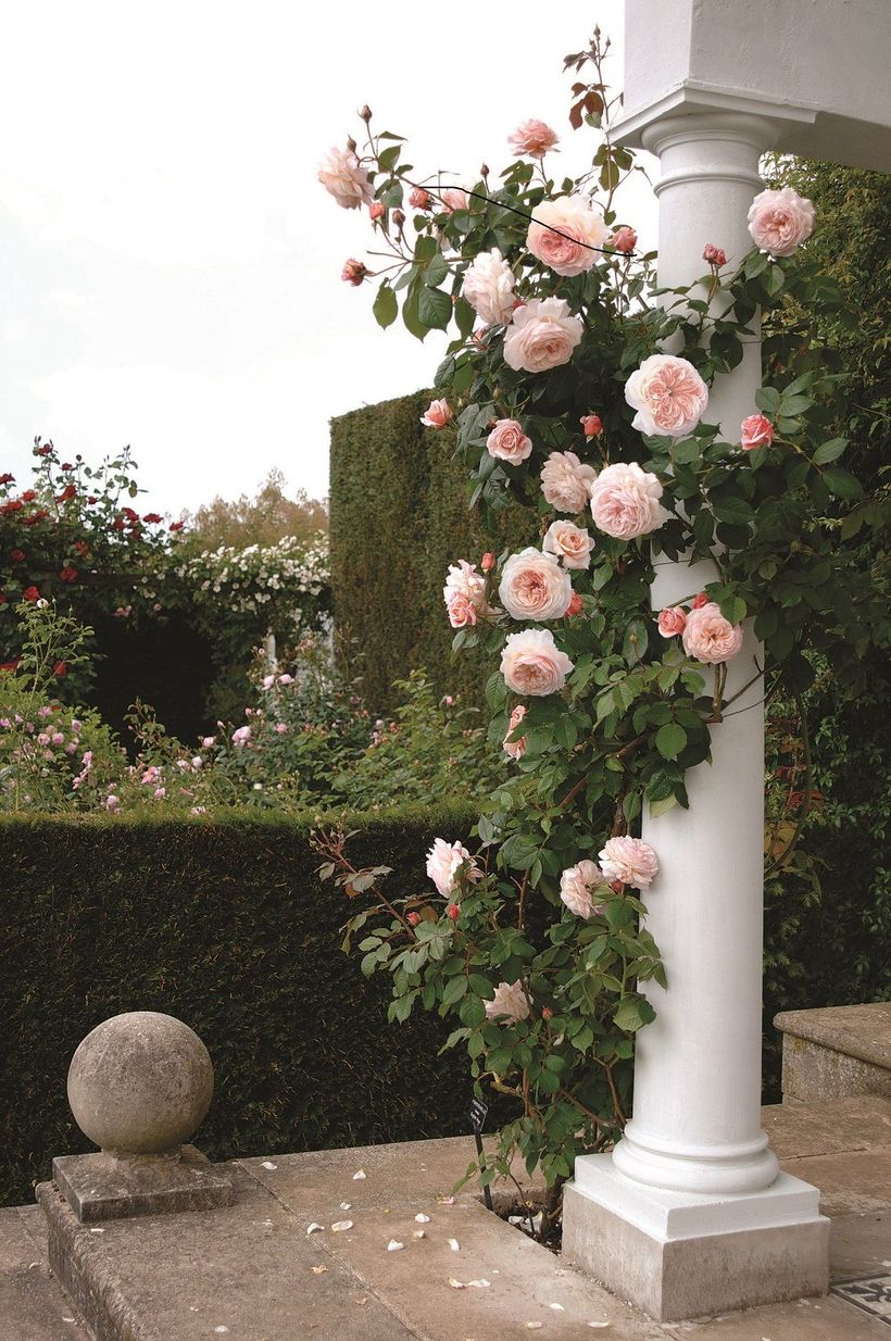 Rose-garden-design-20