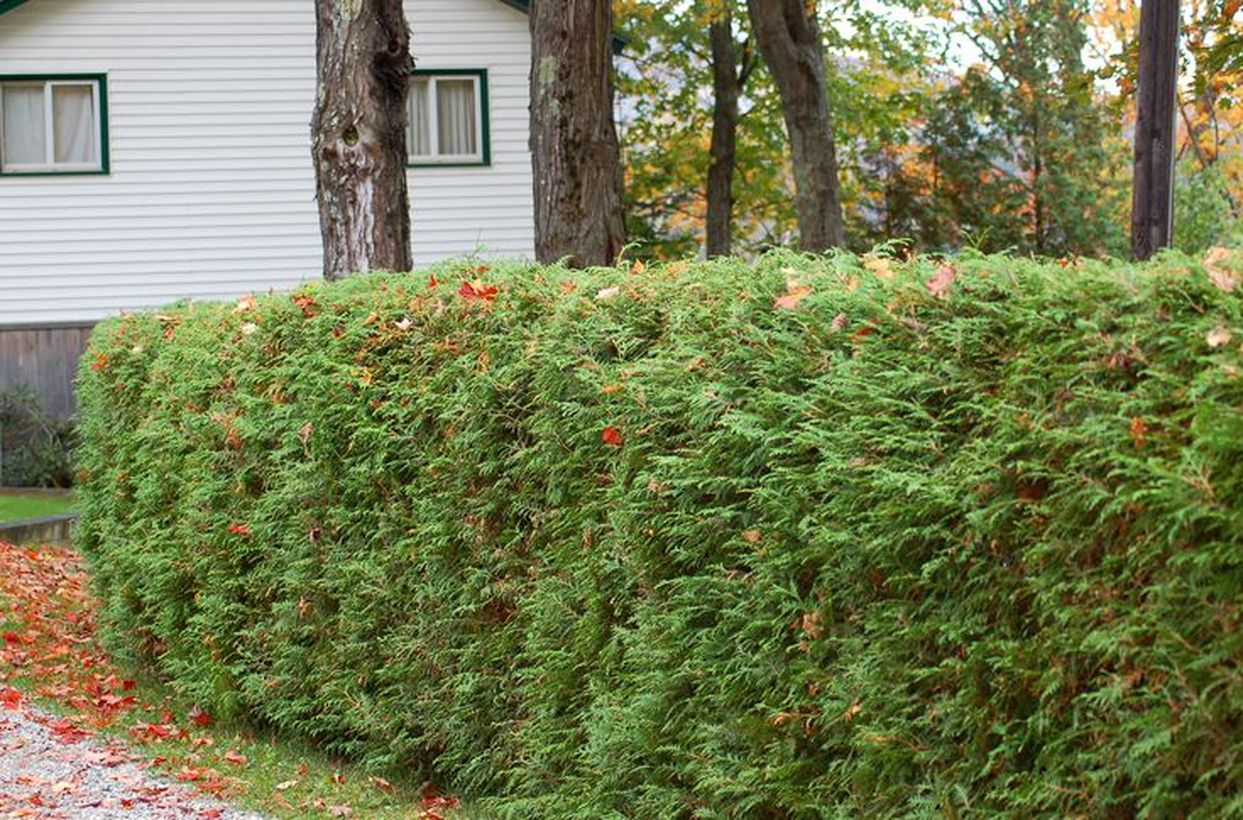 Arborvitae-shrub-hedge-big-5793835e3df78c17348e8535