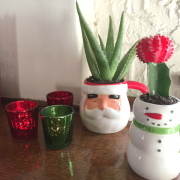 Christmas-cactus6