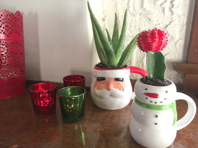 Christmas-cactus6