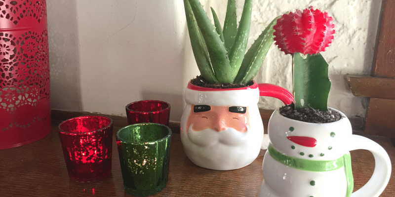 Christmas-cactus6