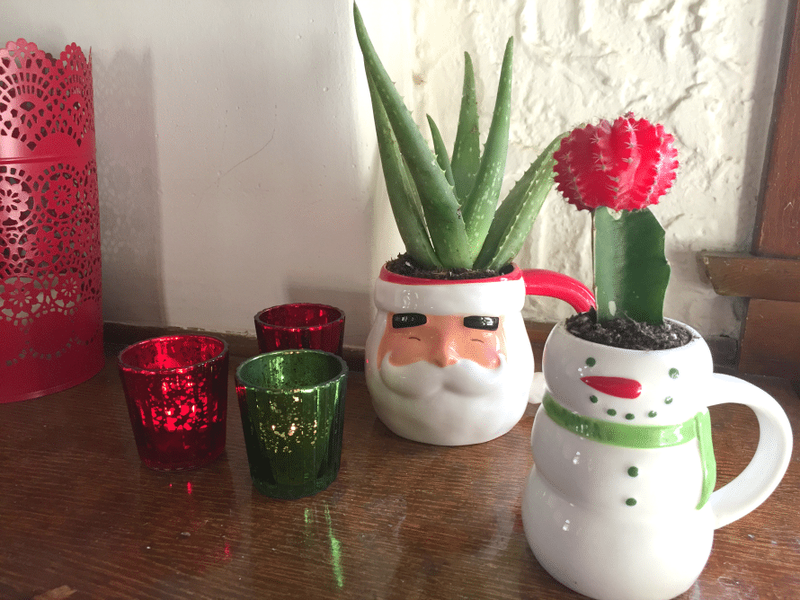 Christmas-cactus6