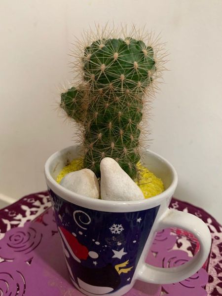 Thorny_columnar_cactus__nice_for_christmas_decoration_1563615366_b15f62c0_progressive