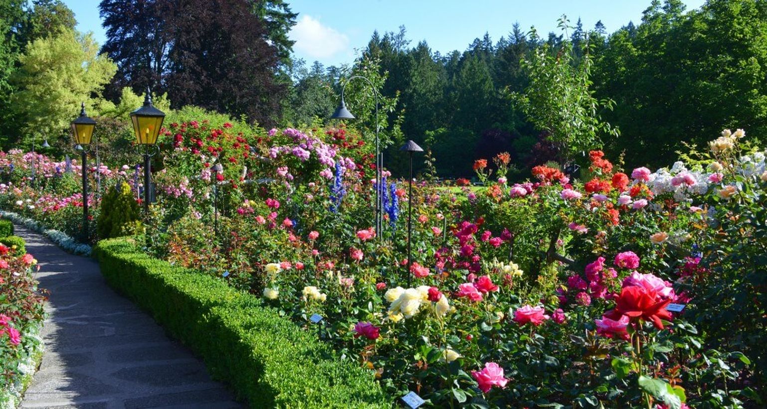 Trump-rose-garden