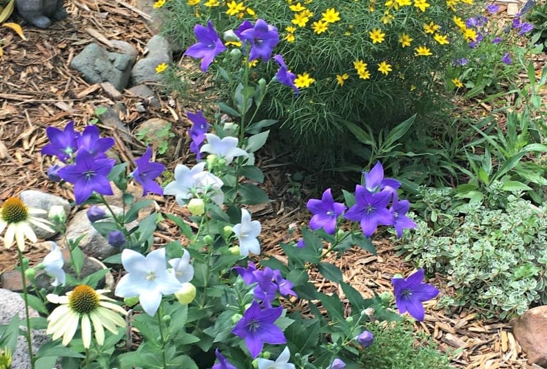 1-classic-perennials