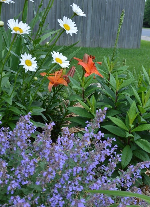 1-perennials-catmint-1