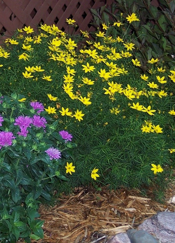 1-perennials-zagreb-coreopsis