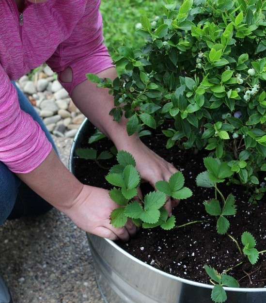 1-growing_blueberries_and-_strawberries_in_pots-1