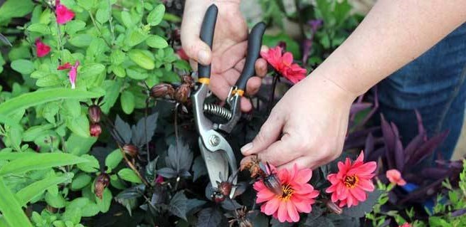 2-container-garden-maintenance-2