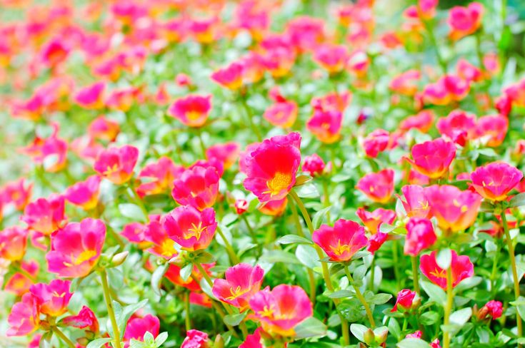 4-portulaca-pink-massed-big-5bbd0ed0c9e77c0051ddd236