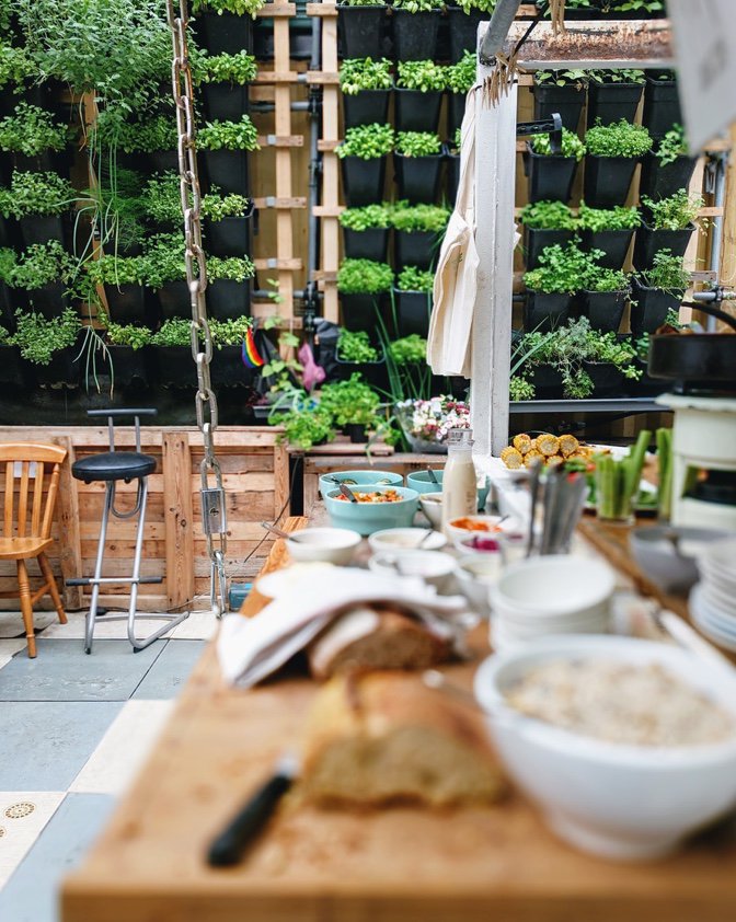 Kitchen-plant-1