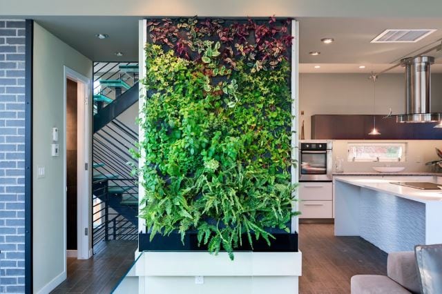 Kitchen-plant-2