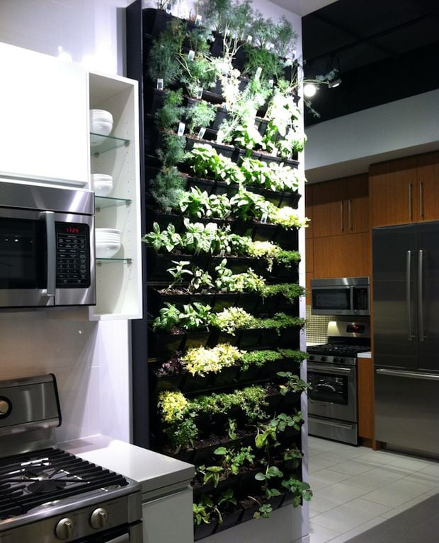 Kitchen-plant-3