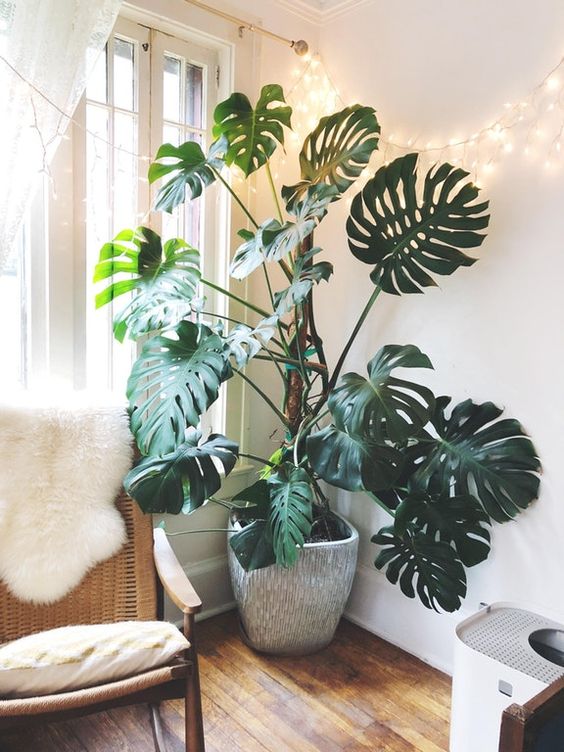 Plant-2-3