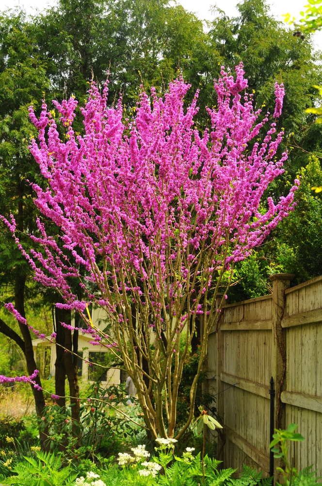 Tree-3