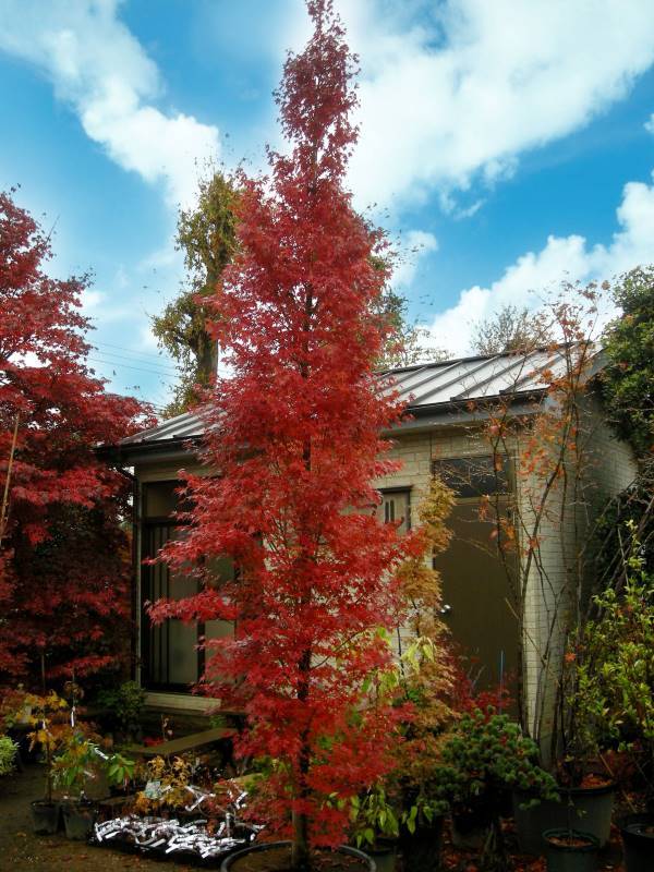 Tree-4