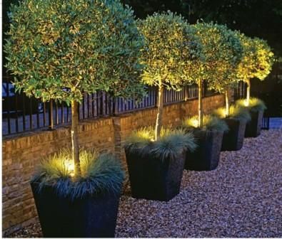 Gardenplantswithaccentlighting