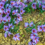 Crocus-sativus-saffron-4_x2000_crop_center