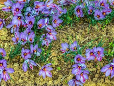Crocus-sativus-saffron-4_x2000_crop_center