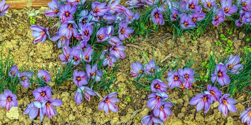 Crocus-sativus-saffron-4_x2000_crop_center