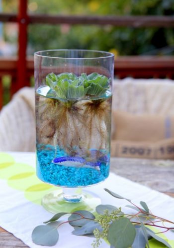 Diy-indoor-water-garden-in-a-vase