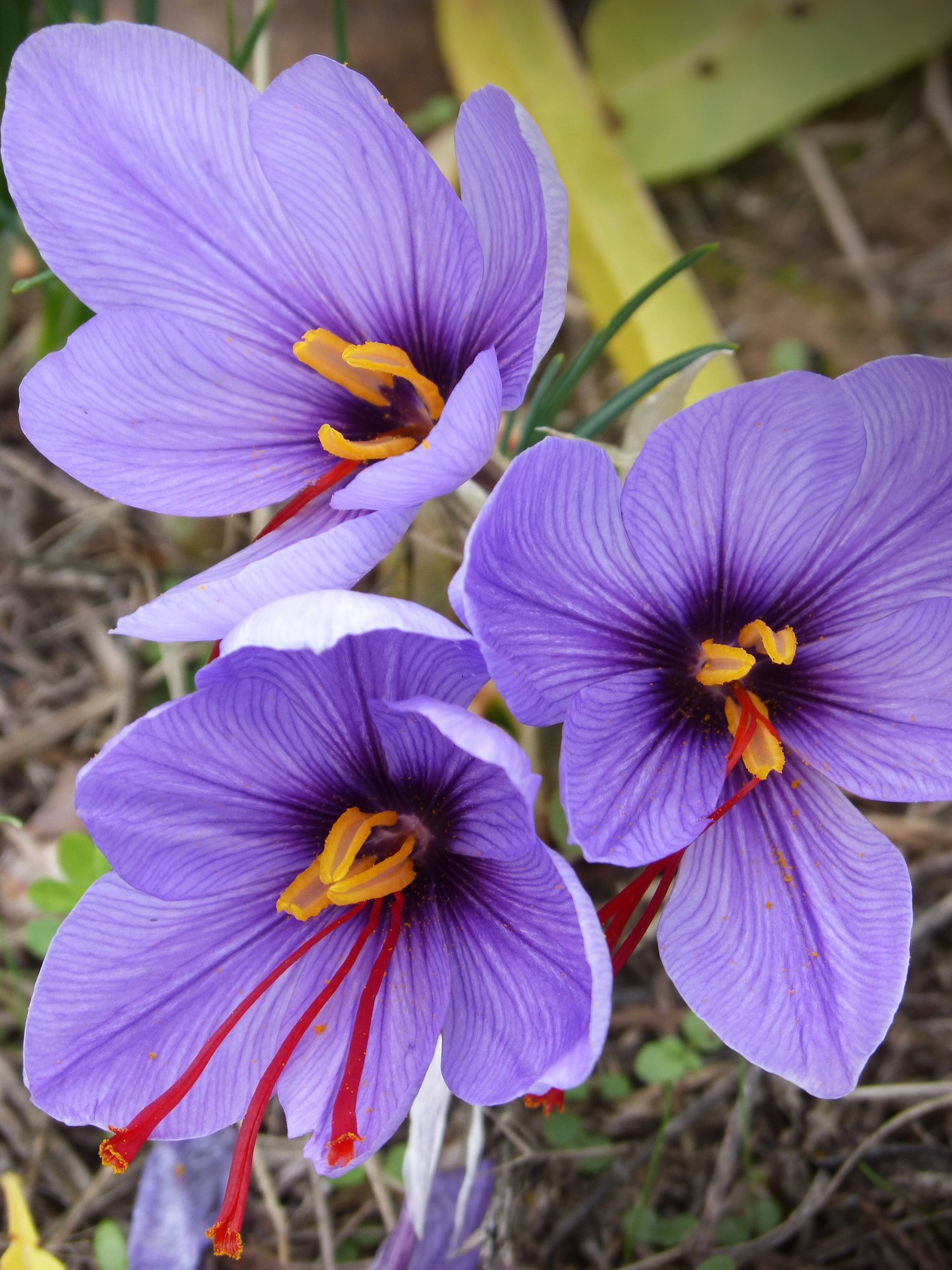 Saffron_crocus3_x2000_crop_center