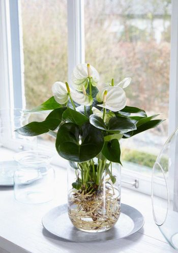 Anthurium-water-garden-ideas-for-your-interior