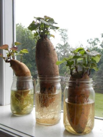 Diy-indoor-container-water-gardens