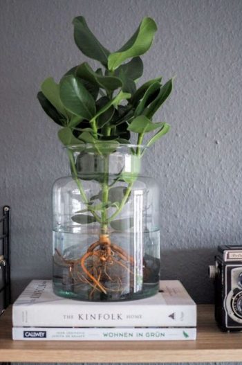Diy-indoor-water-garden-ideas-with-mason-jars