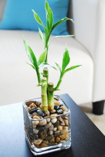 Indoor-bamboo-water-garden-for-coffee-table