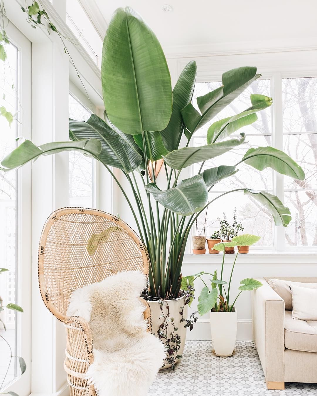 Bohemian-chair-and-indoor-plant-via-@emersonthoreau