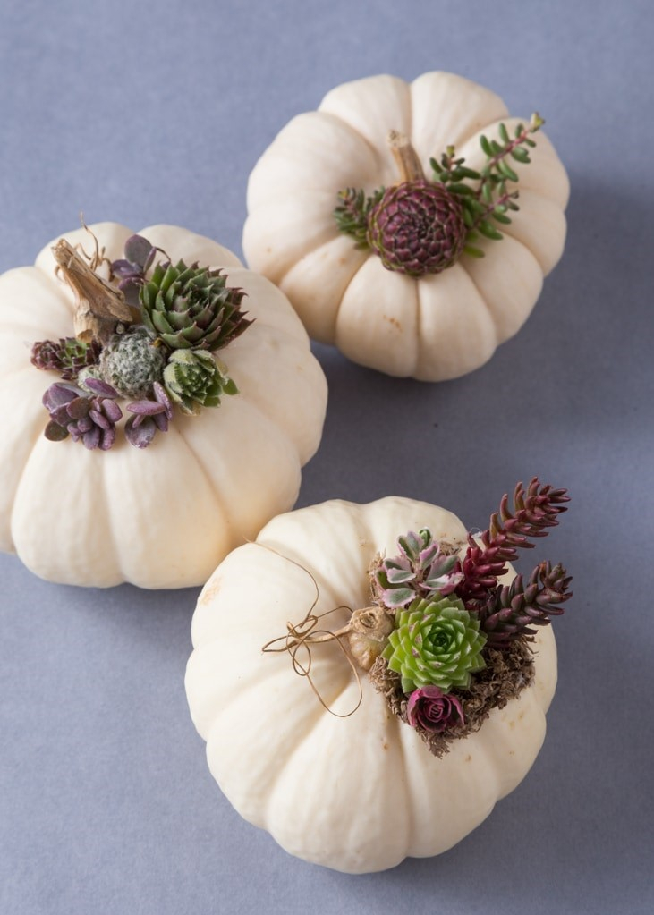 I-want-these-succulent-topped-pumpkins-how-cute