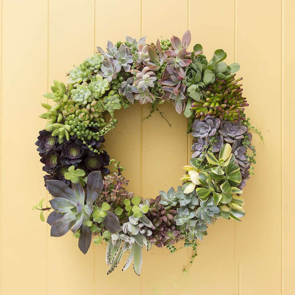 Living-succulent-wreath-succulents-and-sunshine_edited