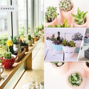 Pretty succulent planting arrangement for your winter greenery