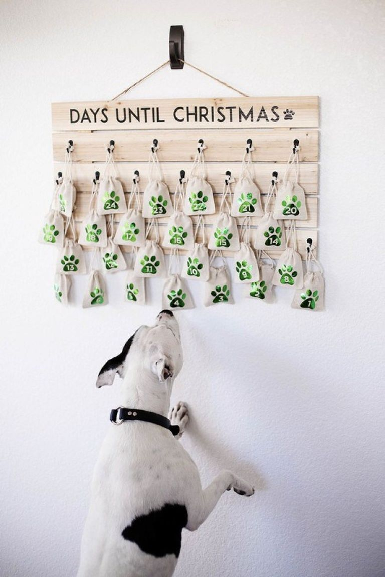 Dog-advent-calendar-1574202697