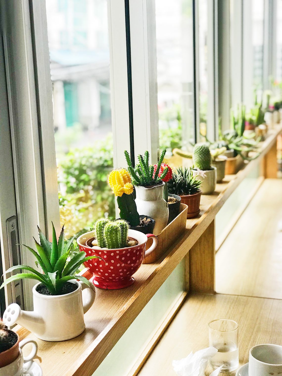 Find+cute+pots+to+display+your+succulents