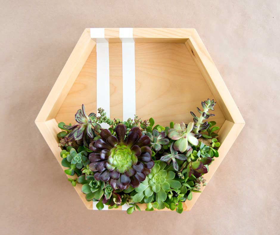 Hexagon-succulent-planter_edited