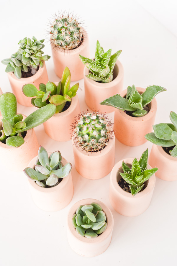 Mini-pink-plaster-planters-diy-tutorial-1