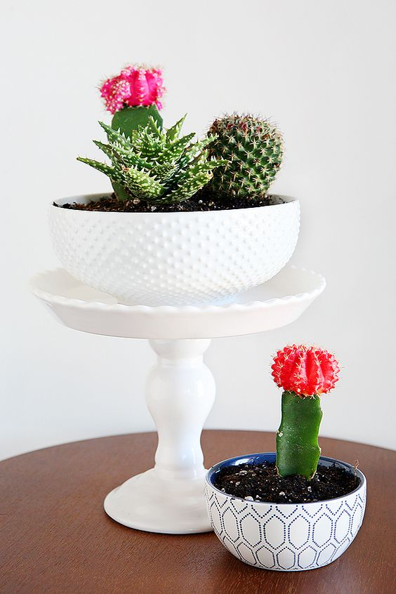 Succulent-plant-decor-idea-18