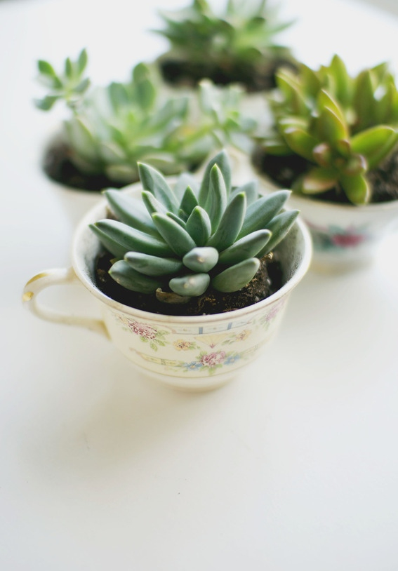 Succulent_planter___love_lola_large_jpg