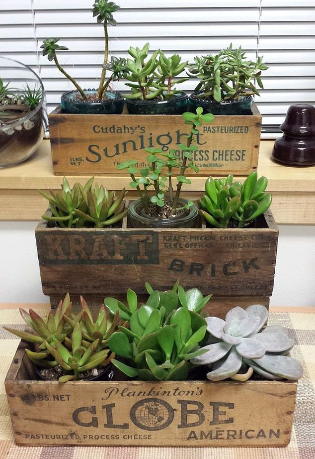 Succulents-planters-vintage-cheese-box-gardening-repurposing-upcycling-succulents