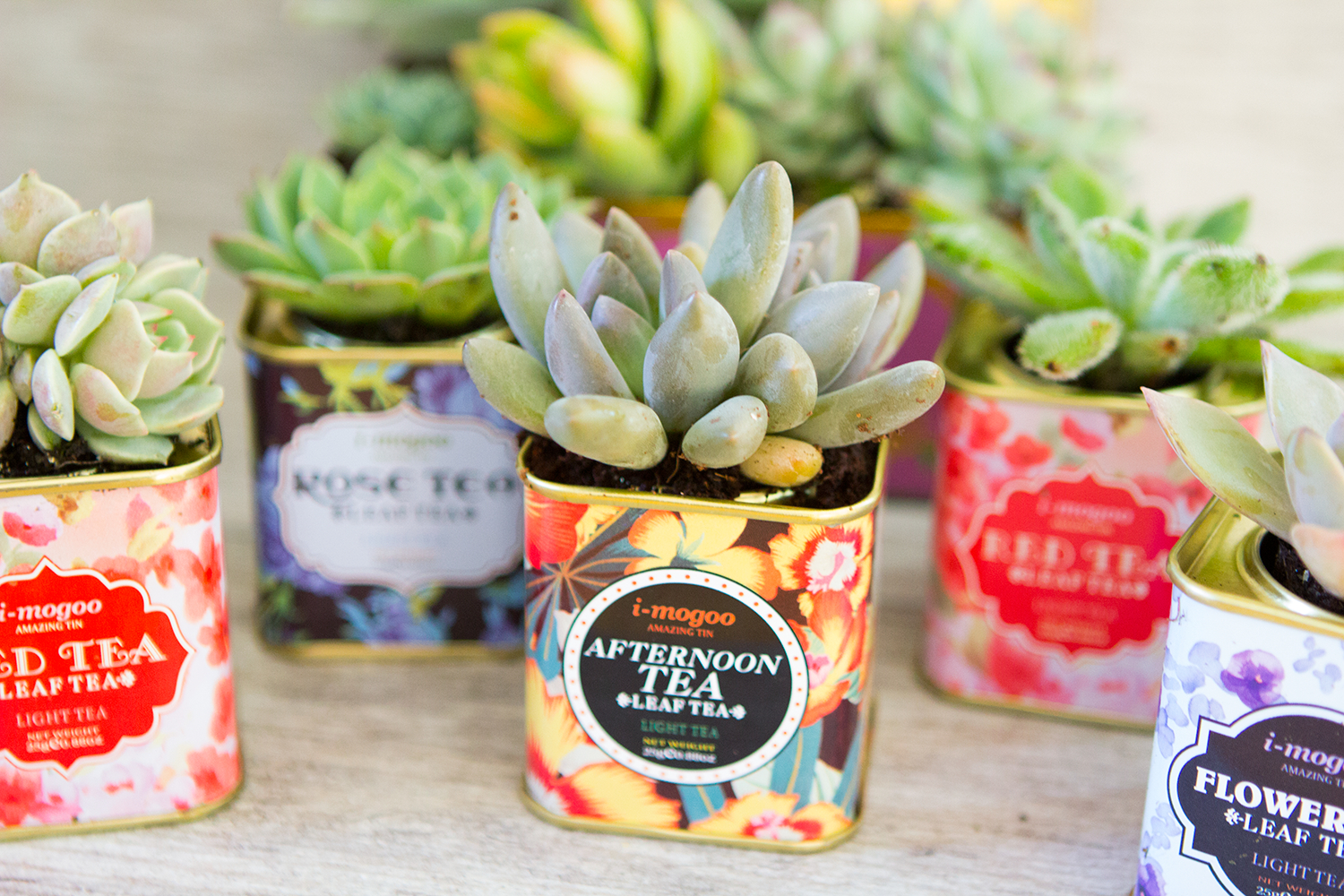 Succulents-vintage-tea-tins-1